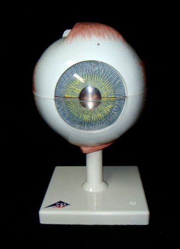 3b scientific f10 - human eye anatomical model, 5 times full-size, 6 part for sale
