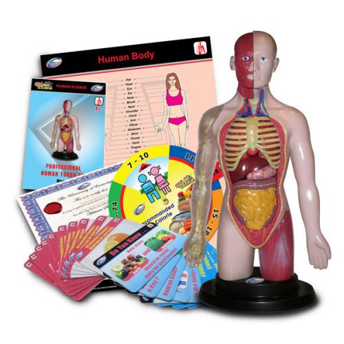 Human torso anatomical model - with anatomy education activities for sale