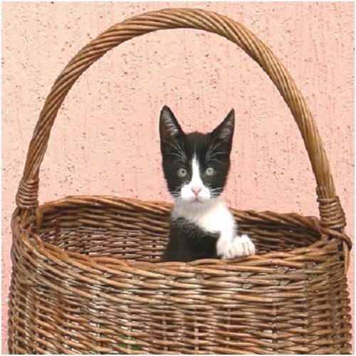 30 Custom Kitten in a Basket Personalized Address Labels