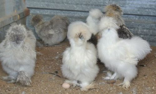 8 ASSORTED COLORED SILKIE BANTAM  hatching eggs  SHOW QUALITY BIRDS