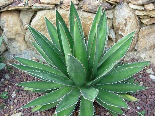 Fresh Rare Agave horrida perotensis, succulent cactus (5 Seeds) WOW!!!!!