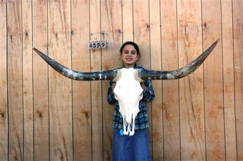 Steer skull long horns 4&#039; 7&#034; cow bull skulls horn h6399 for sale