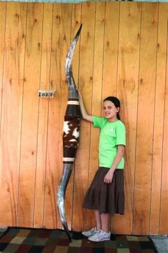 Steer longhorn wall mount horns 6&#039; 11&#034; and no skull lh1088 for sale