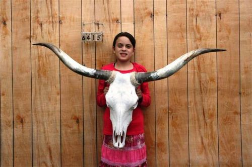 Steer skull long horns 4&#039; 2&#034; cow bull skulls horn h6415 for sale