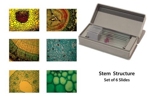 Microscopy Prepared Slides: Stem Structure - Set of 6