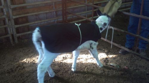 Baby Calf Saver Coat Blanket Size 100- 120 lbs Holsteins