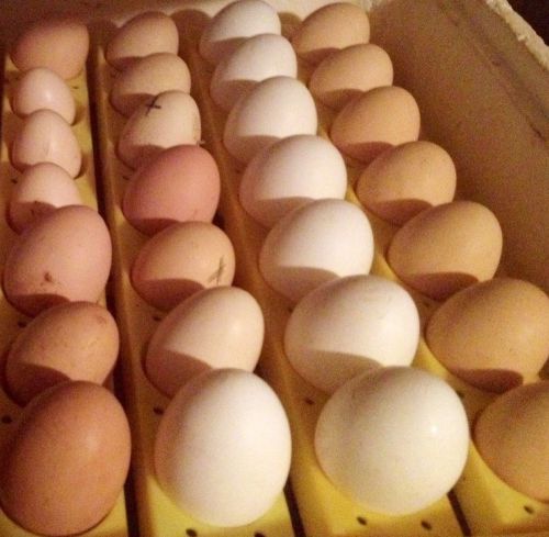 6 Mixed fertile chicken hatching eggs