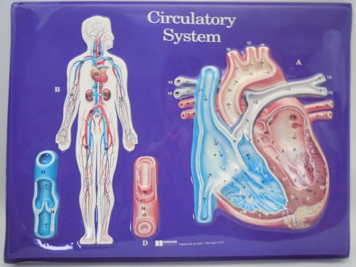 Hubbard Scientific 2671 Circulatory System Model