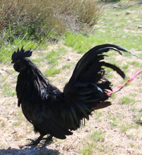9+ ayam cemani purebred hatching eggs, greenfire lines, nr, guarantee, free ship for sale