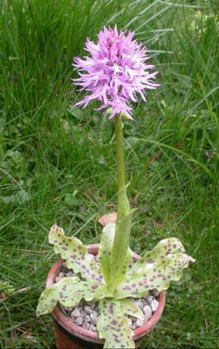 VERY RARE Genuine Orchis &#034;italica&#034; (Naked Man Orchid)(30+ Premium Seeds) WOW!!!!