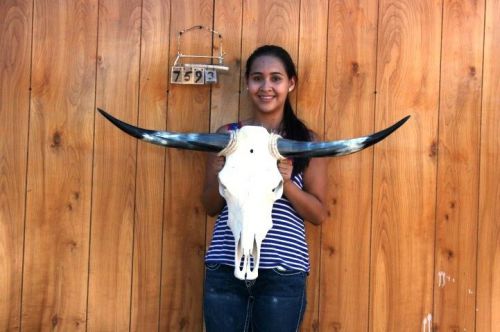 STEER SKULL AND 3&#039; 2&#034; LONG HORNS COW LONGHORNS H7593