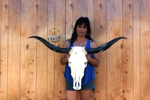 Steer skull long horns 4&#039; 1&#034; cow bull skulls horn h7300 for sale