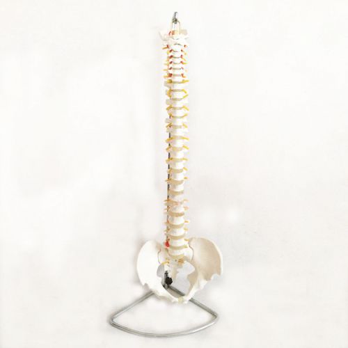 1:1 Life Size Human Anatomical Anatomy European Spine Medical Teach Model +Stand