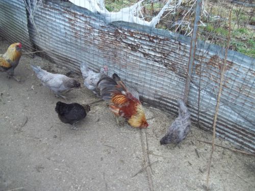 Araucana/Americana  Bantam Hatching Eggs 12