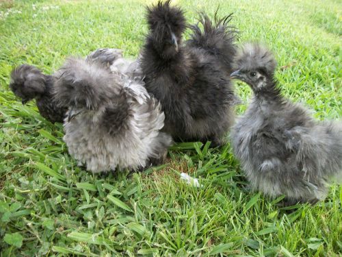 6 sizzle/silkie chicken eggs for incubation/hatching