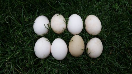 8 Fresh Fertilized Muscovy Duck Eggs for Hatching