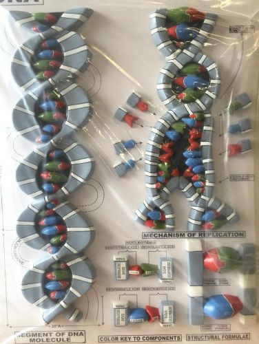 VINTAGE DNA MODEL SCIENCE TEACHER AID WALL HANGER MINT IN BOX WOOD BACKING