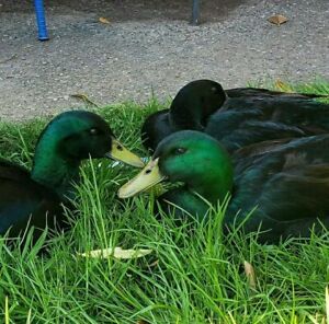 6 Cayuga Duck Fertile Hatching Eggs - Rare Black At Risk Breed