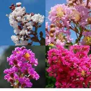 49 MIXED CREPE MYRTLE Lagerstroemia lily Shrub Crape 6 Color Mix-colors indica
