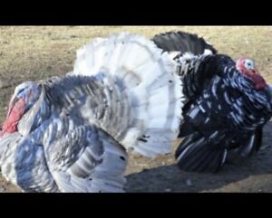 Tri Color Mottled and Dilute Lilac . 8 turkey hatching eggs I ship mon and tues