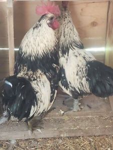 5+ Mosaic Hatching eggs NPIP/AI Clean