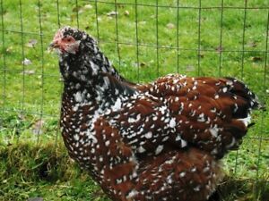 12 jubilee orpington hatching eggs 