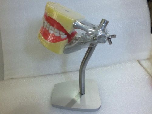Teeth Model - Educational Use