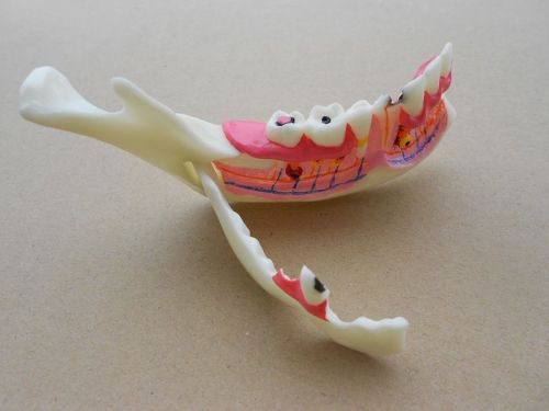 New dental low jaw jawbone tissue mandible anatomical model study teach model for sale