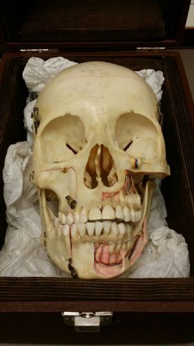 Human Skull Authentic, Kilgore International