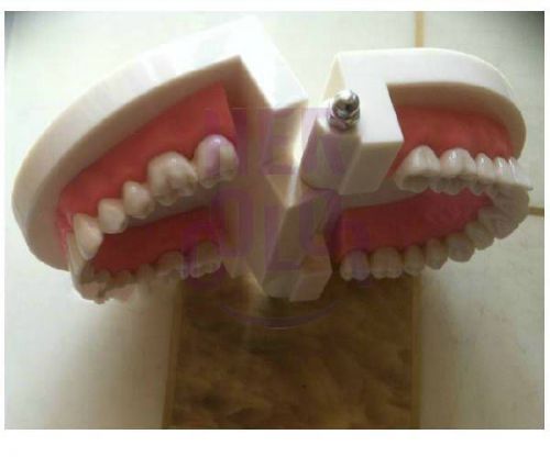 New Teeth Early Education Teaching Model/Dental Materials/Dental Consumable