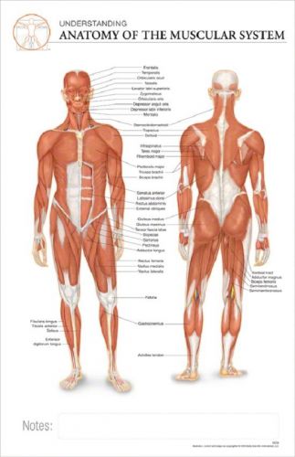 11 x 17 Post-It Anatomical Chart: HUMAN MUSCULAR SYSTEM