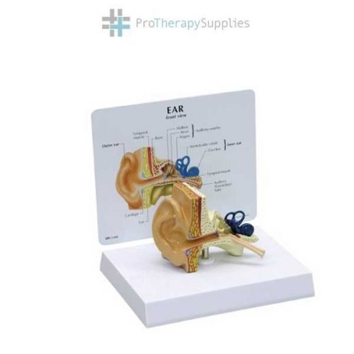 Anatomical Chart Company Life-size Ear Model Removable Card