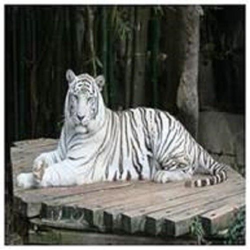 30 Custom White Tiger Personalized Address Labels