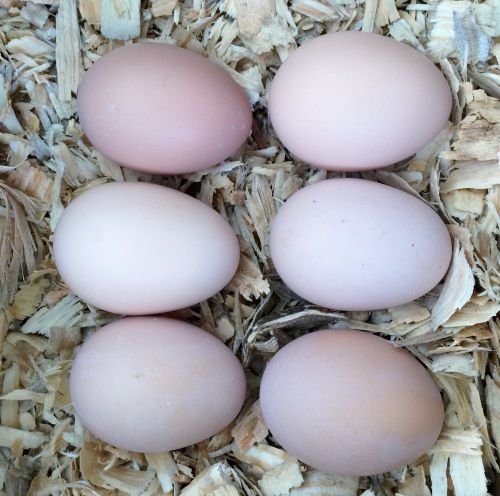 7 + Hatching Eggs Dominique Chickens