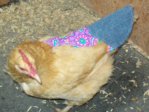 10 tail feather pecking chicken saddle apron hen jacket chicken hatching eggs for sale