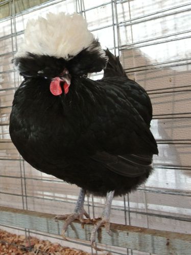 6 WHITE CRESTED BLACK POLISH  hatching eggs SUPER SHOW QUALITY BIRDS