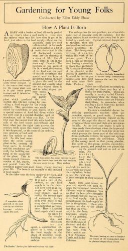 1916 Article Ellen Eddy Shaw Garden Seedling Bean Corn - ORIGINAL TGM1