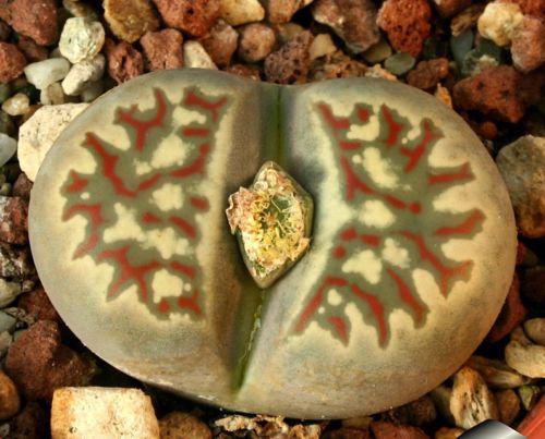 Fresh Rare Lithops Dorotheae  (10 seeds) Living Stones, Succulents