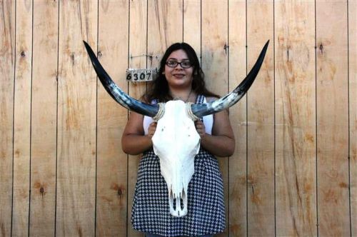 Steer skull and 2&#039; 9&#034; long horns cow longhorns h6307 for sale