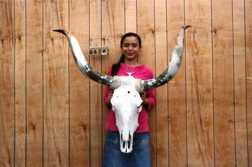 STEER SKULL AND 3 FT 5&#034; IN LONG HORNS COW LONGHORNS H6416