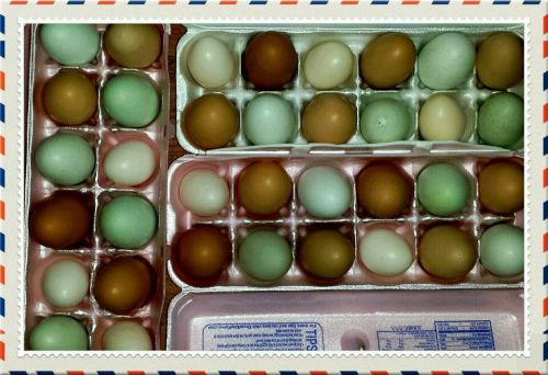 18 Barnyard Hatching Eggs: Ameraucana, Olive Eggers, Rocks, Swedish Flower Hen