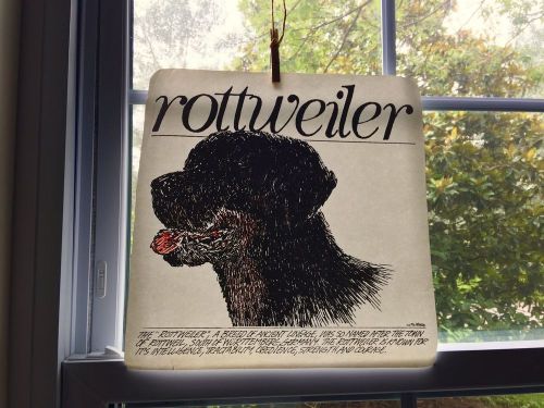 Vintage Rottweiler Dog with Definition Transfer Iron On