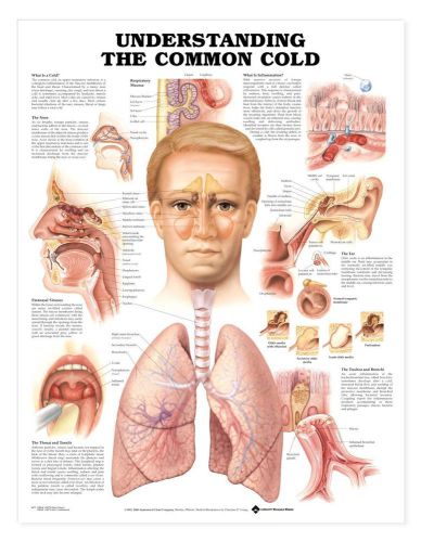 UNDERSTANDING THE COMMON COLD, LAMINATED ANATOMICAL CHART, 20 X 26