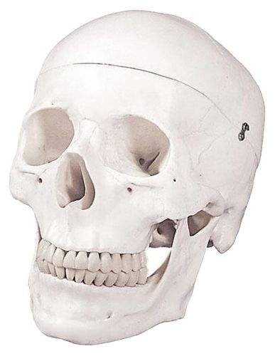 Vision Scientific Life Size Human Skull