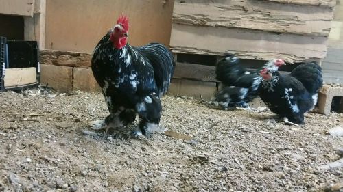 12 + Extra Mottled Cochin Bantams Hatching Eggs