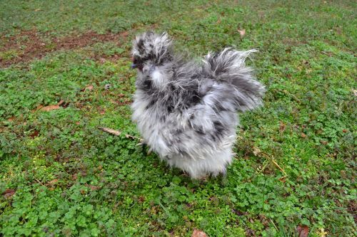 8 sizzle/silkie chicken eggs for incubation/hatching
