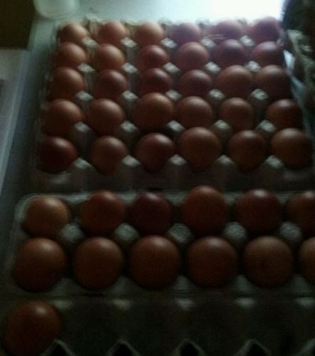 12+ Black French Copper Maran hatching eggs, NPIP certified.