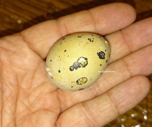 12 Texas A&amp;M Coturnix Quail Hatching Eggs ---- Free Shipping