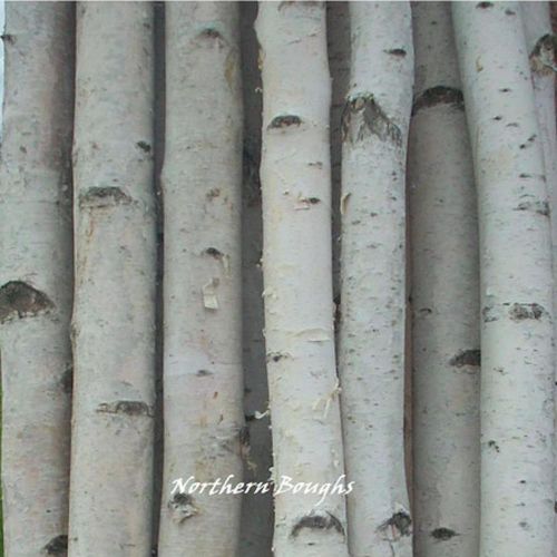 6 white birch poles 8&#039; for sale