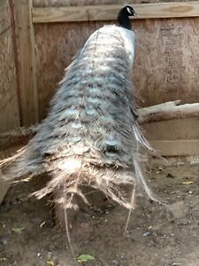 3 peafowl hatching eggs NPIP